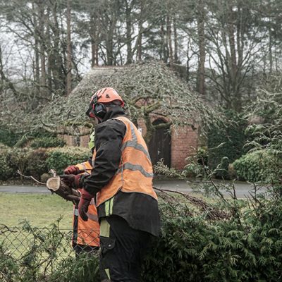 Hedge Row Removal