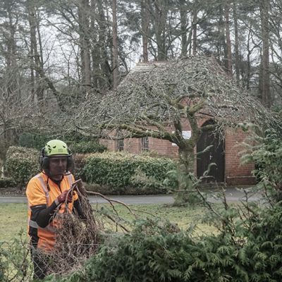 Hedge Row Removal