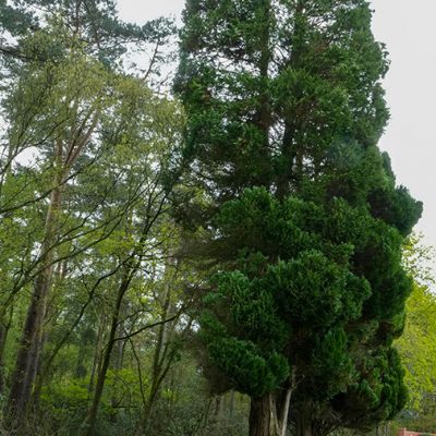 Bordon Cemetery after