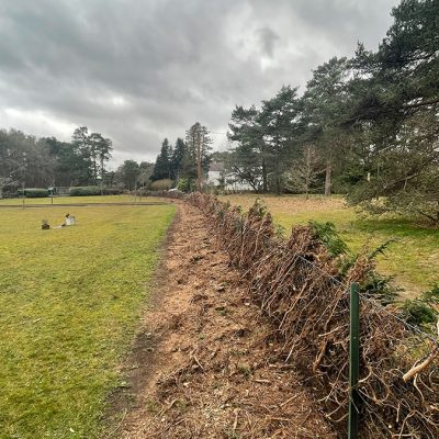 Hedge Row Removal